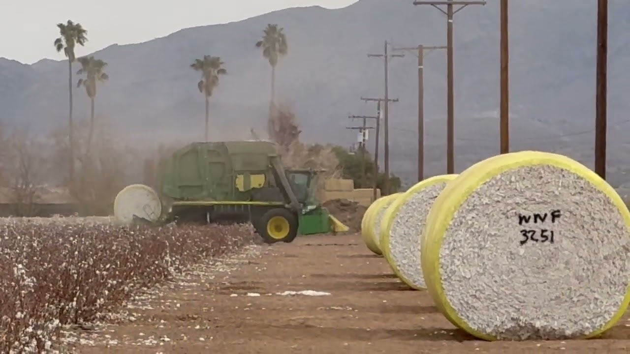 Cotton field, Blythe CA, 25 January 2025