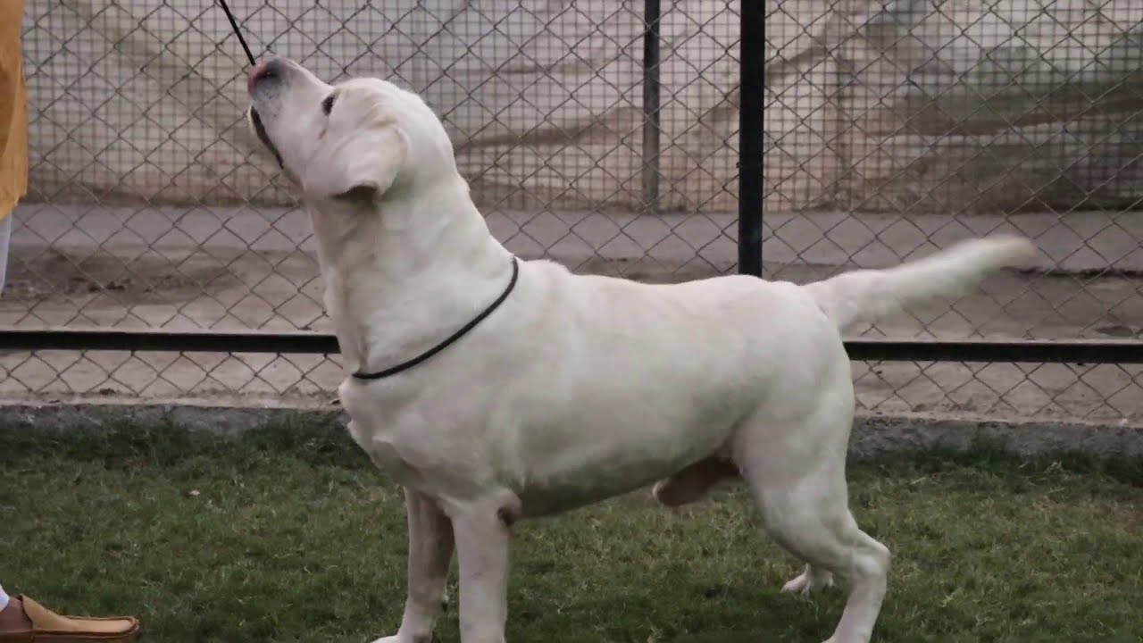 Rajaland Kennel || Labrador Retriever || Rakesh Malik Hinori || SCOOBERS
