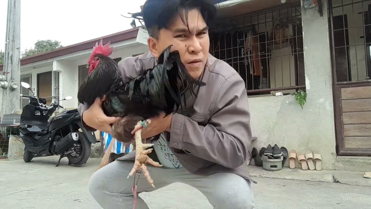 Hatid sa school at patuka sa mga alaga!
