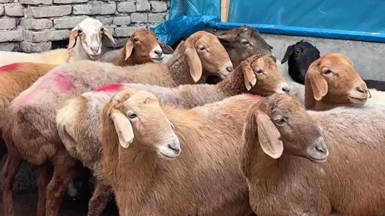 BEPULGA BERAMIZ ENDI NARXLAR TUSHDI BO’G’OZLAR ARZONLAB KETTI 