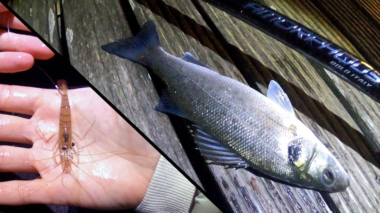 Pesca Bolognese | SPIGOLE con il GAMBERO VIVO [Innesco & Montatura]