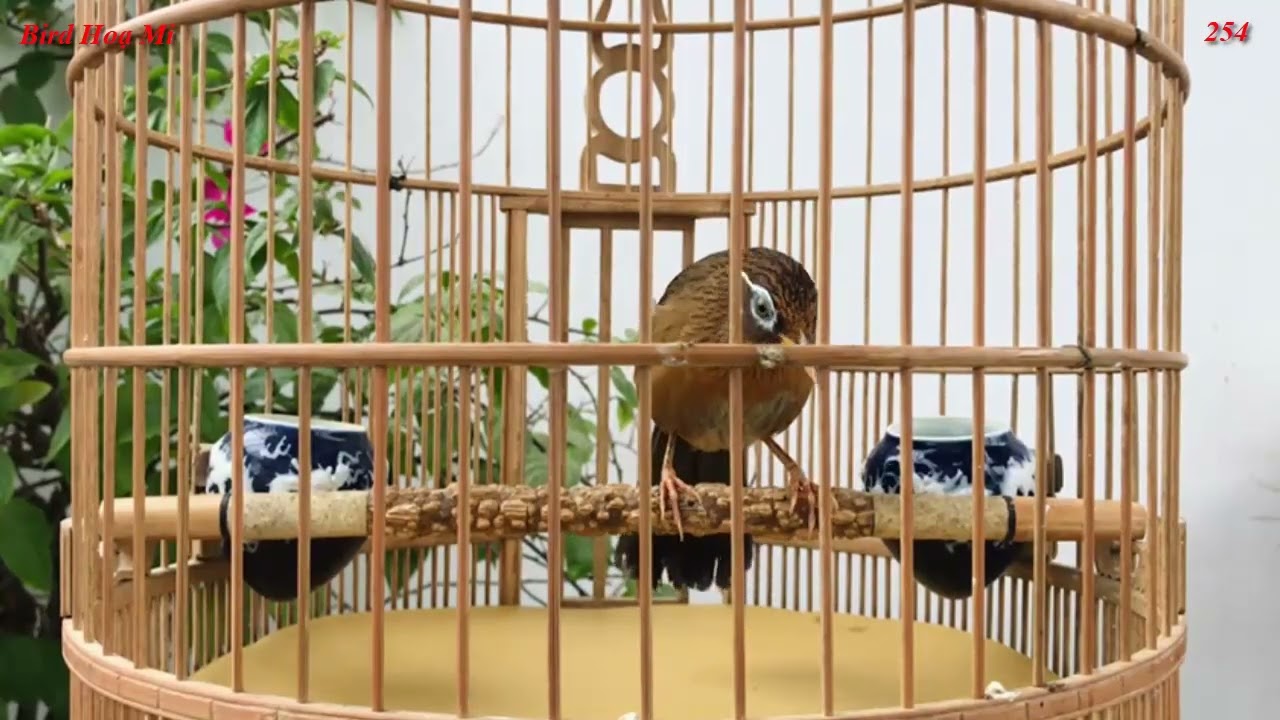 Hoạ Mi Hót Hay ASMR