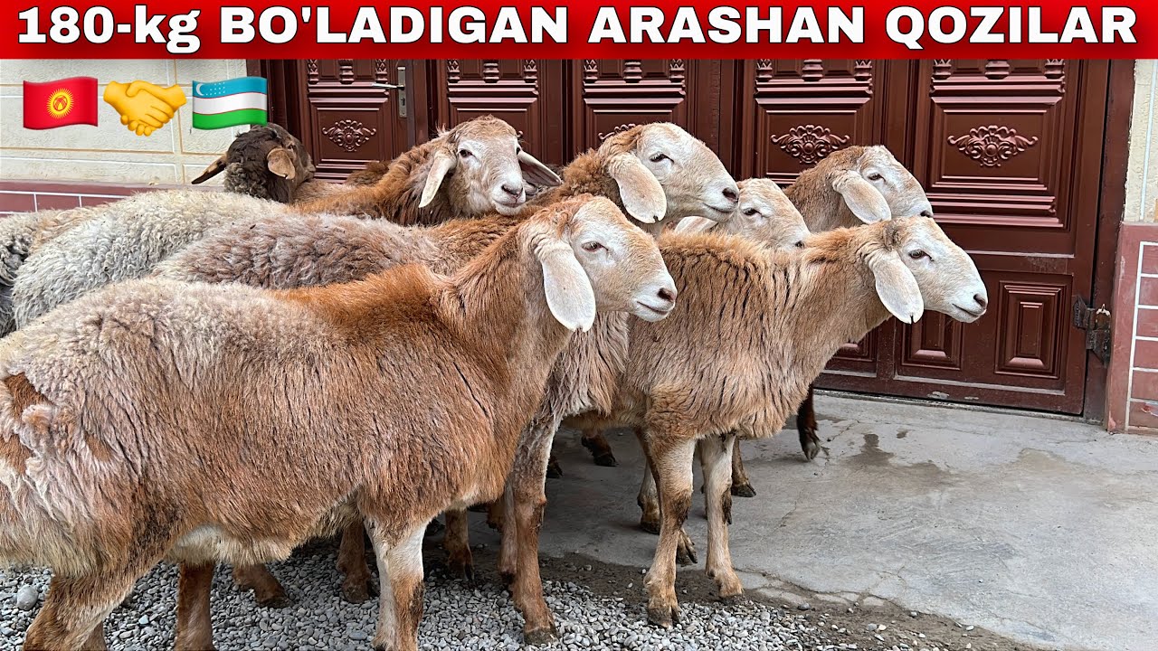 🇰🇬😱180 KG NASL QOCHQORLAR!ARASHAN × EDILBAY — ARZON 🐏🔥 