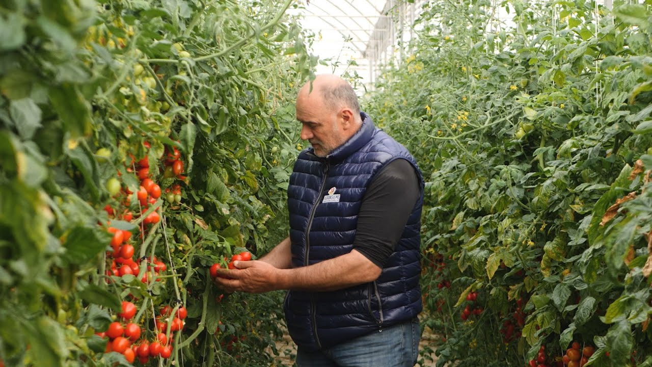 Pomodoro Midres F1 - Intervista al produttore Pippo Timperanza