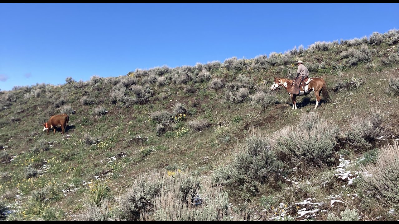 Searching for the Perfect Range Cow
