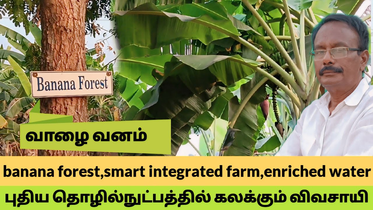 banana forest | வாழை வனம் | புதிய தொழில்நுட்பத்தில் கலக்கும் விவசாயி #bananaforest #வாழைவனம்