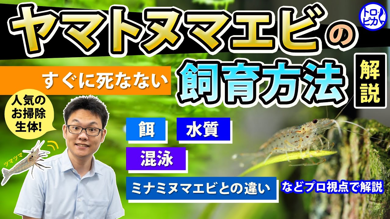 【名脇役】ヤマトヌマエビの飼育方法！餌・水質・混泳やミナミヌマエビとの違いを解説！