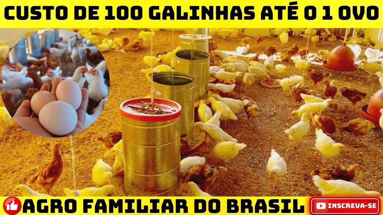 CUSTO DE 100 GALINHAS ATÉ O 1 OVO: PASSO A PASSO COMPLETO COM TODAS AS DESPESAS