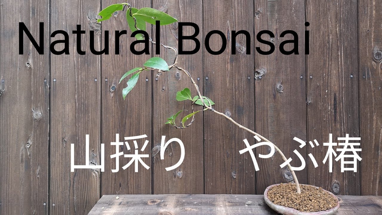 yamasibon＃58　BONSAI/盆栽日記「山採り素材のヤブツバキを針金を使って整姿　改作｣