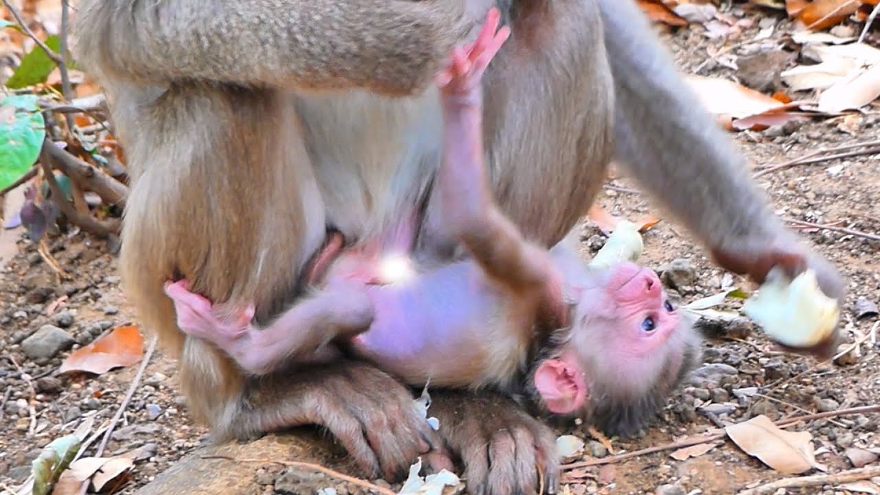 Baby Monkey Urges Mama for Hugs and Milk — Not Feeling Healthy 💛🐒