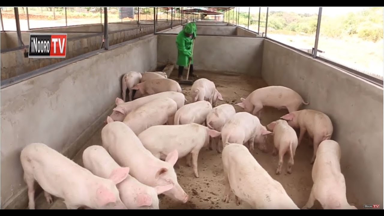 Ngari Makindu kuuma Embu kugunika na urimi wa nguruwe