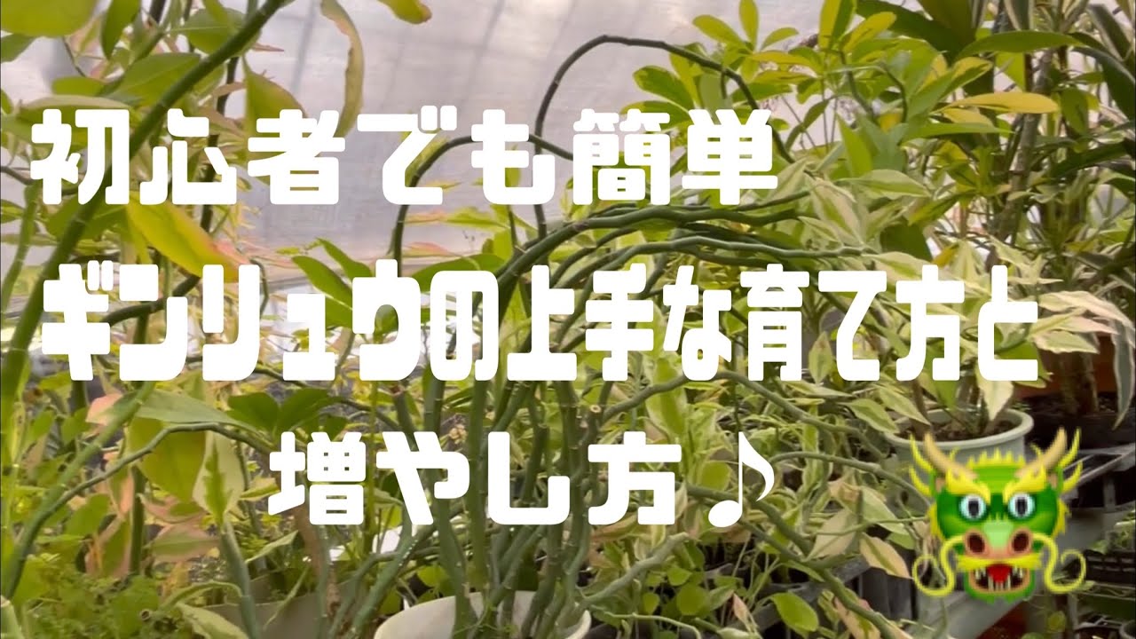 初心者でも簡単ギンリュウの上手な育て方と増やし方
