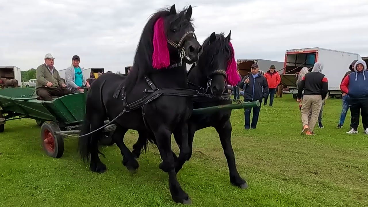 Târg Expozițional de Cai de la Gura Putnei-Suceava 2 Iunie 2021