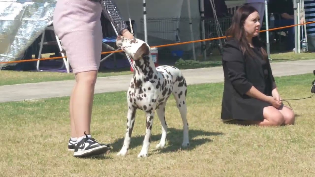 2026 Sunshine Kennel Club - Non Sporting Dogs