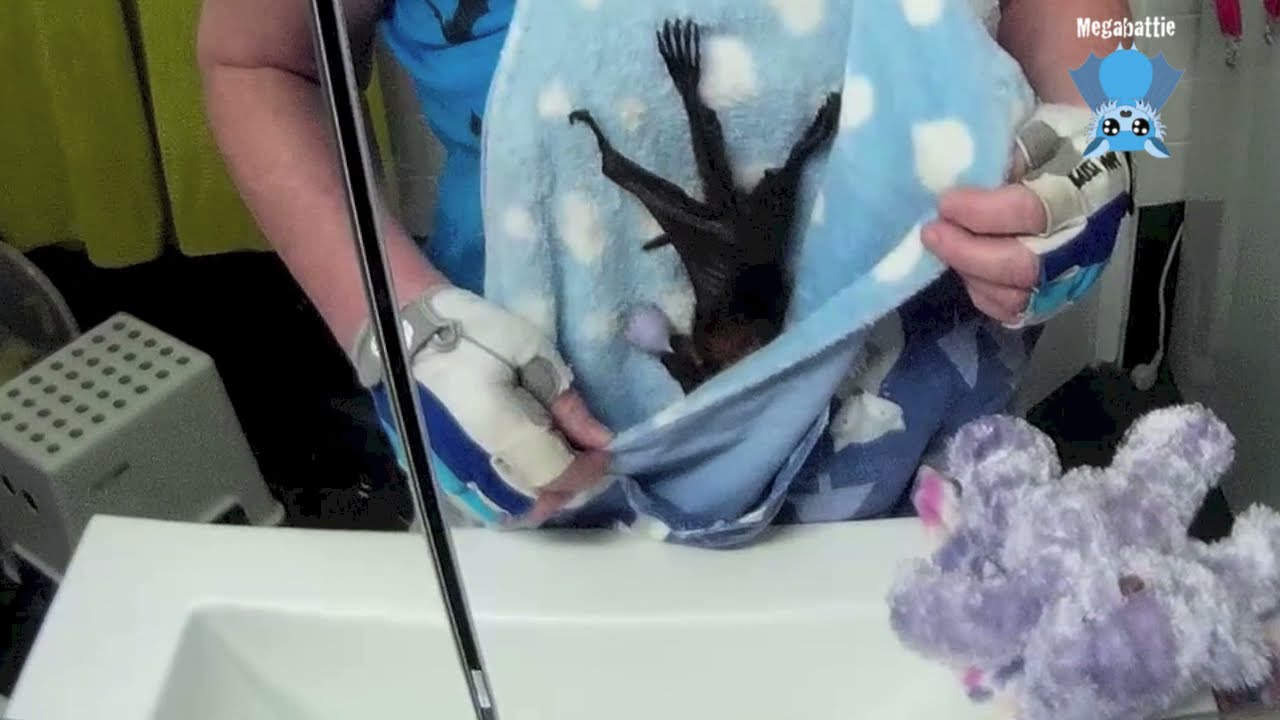 Orphaned baby flying-fox in care:  M'sieur Le Squidge days 4-6