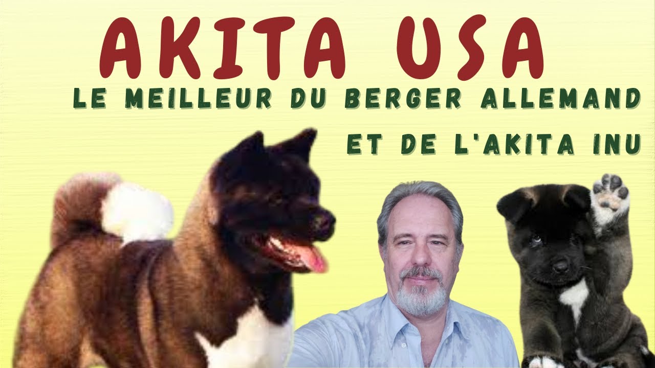 AKITA AMÉRICAIN   LE MEILLEUR DU BERGER ALLEMAND ET DE L'AKITA INU