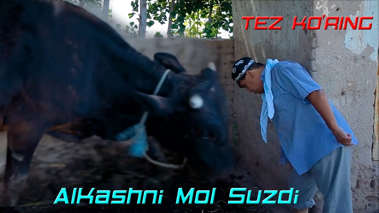 Olqashni Mol Suzdi