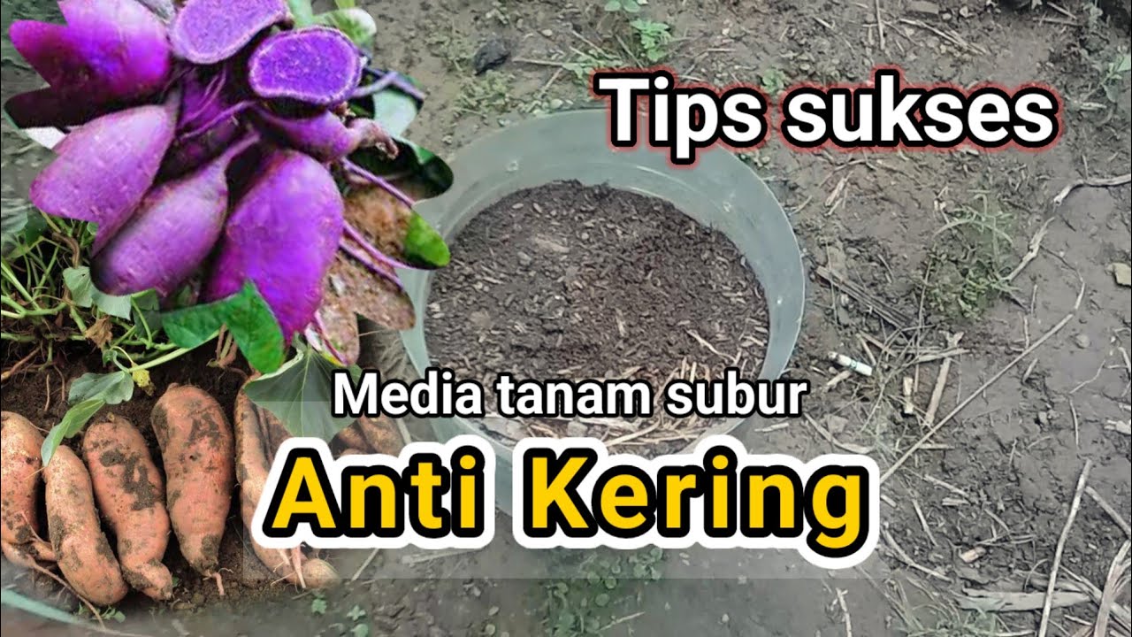 Cara membuat media tanam anti kering dengan rumput liar