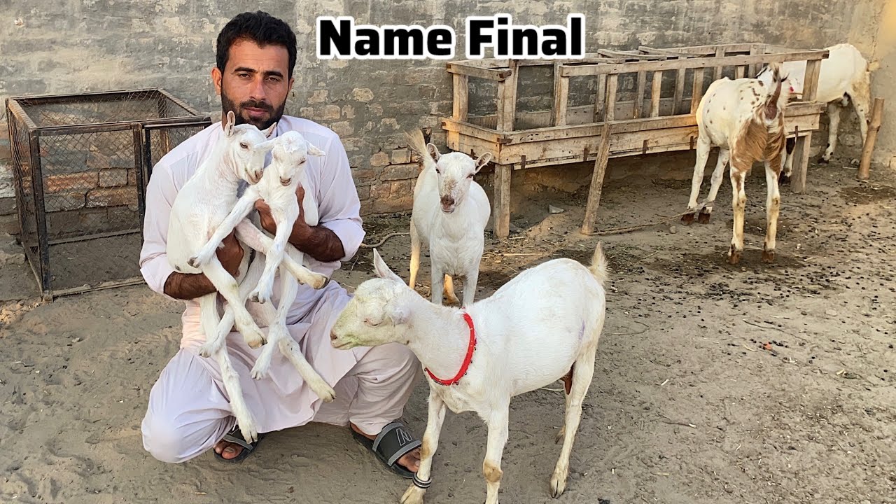 Baby Goat k Name Final kar dia 🐷 Barbari Goat farm 🐐 Pets Lover in Punjab 