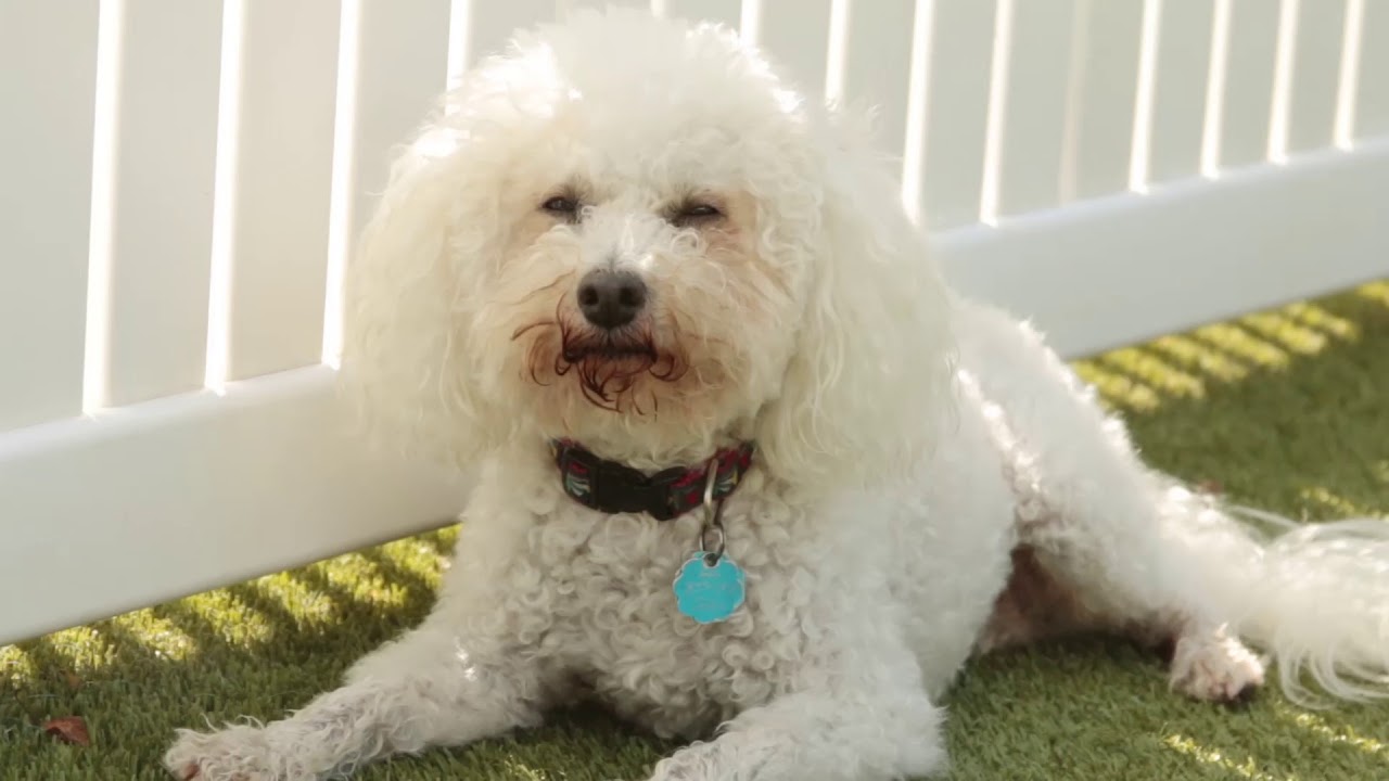 Welcome to Top Dog Country Club!