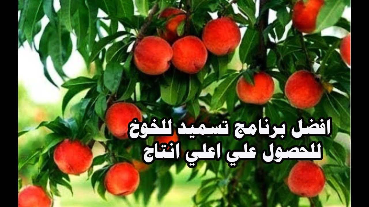 بخطوتين فقط هتحصل علي اعلي انتاج من اشجار الخوخ افضل برامج العناية باشجار الخوخ