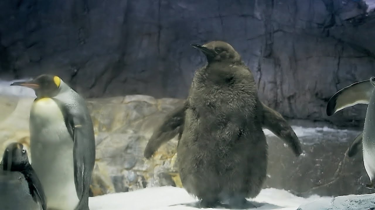 海遊館 オウサマペンギンのヒナ（2023年3月）