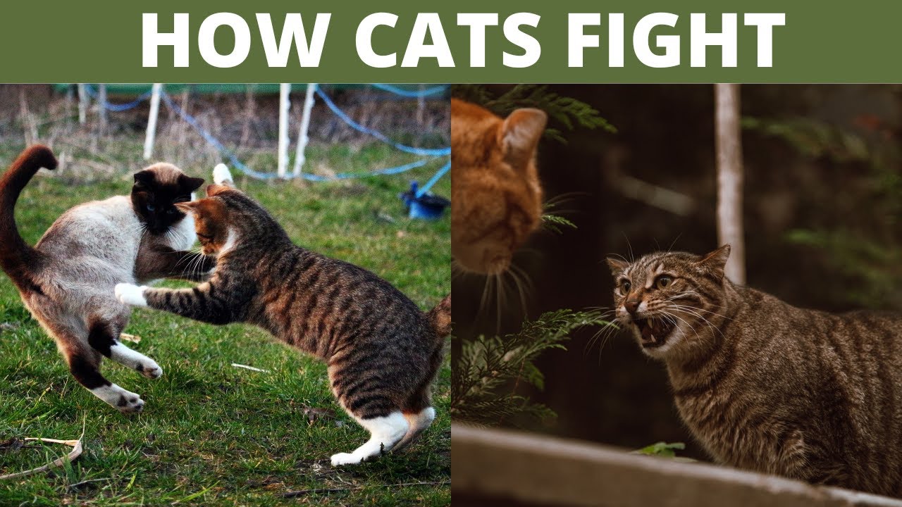 Cat vs. Cat Fighting. How Aggressive Cats Fight Each Other? Cat Fights Explained in Details.