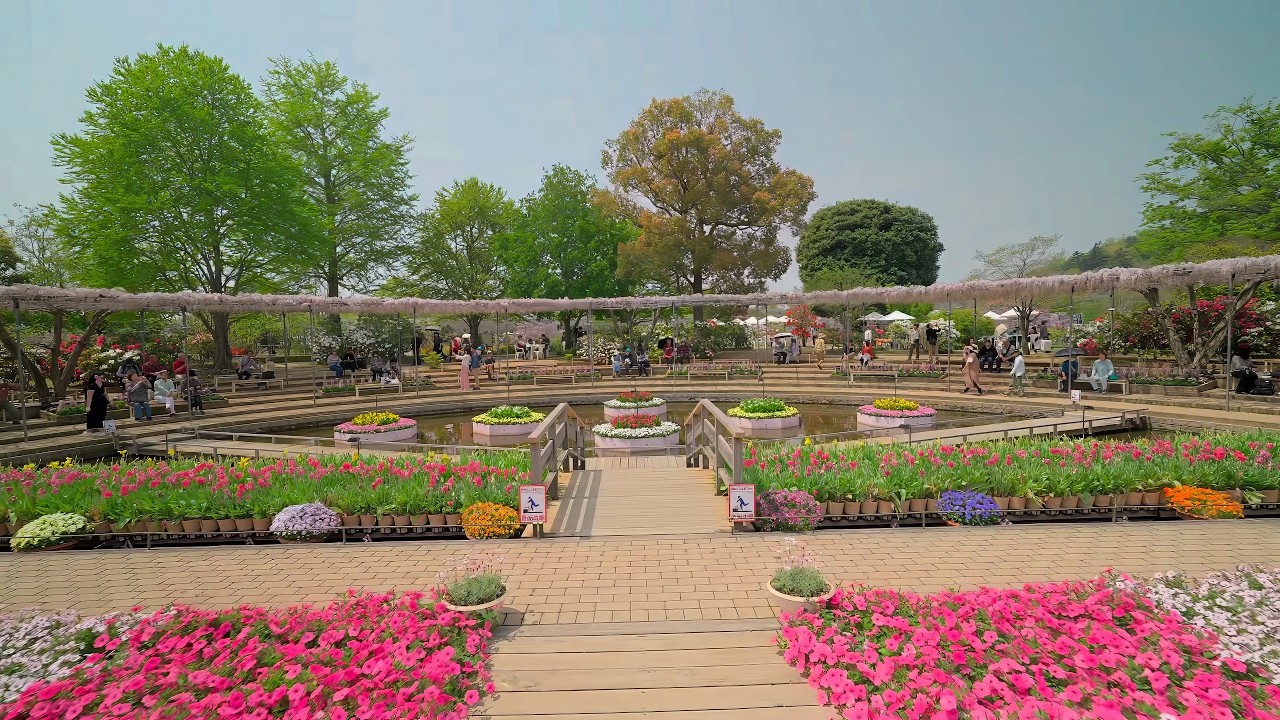 Tochigi Ashikaga Flower Park before wisteria full bloom, Japan 2025 • 4K
