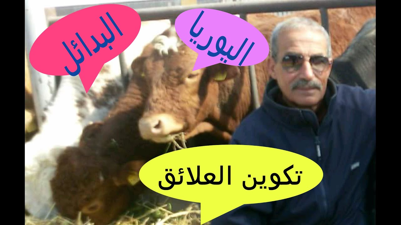 اليـــــــــوريــــا / بدائــــــل الأعـــلاف / تكويــــن العلائــــق
