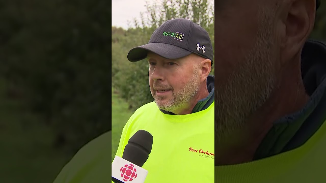 Apple picking theft on the rise across Ontario, farmers say