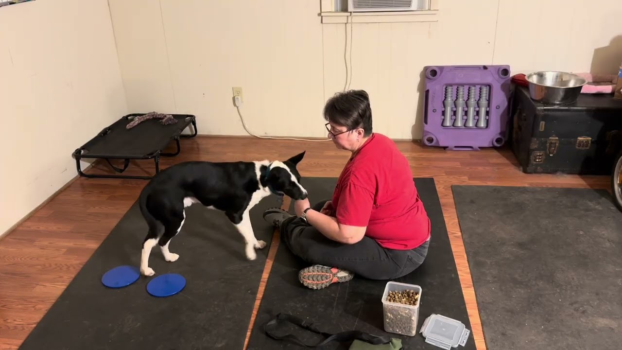 Dice—Right Front Paw Target (Dos)