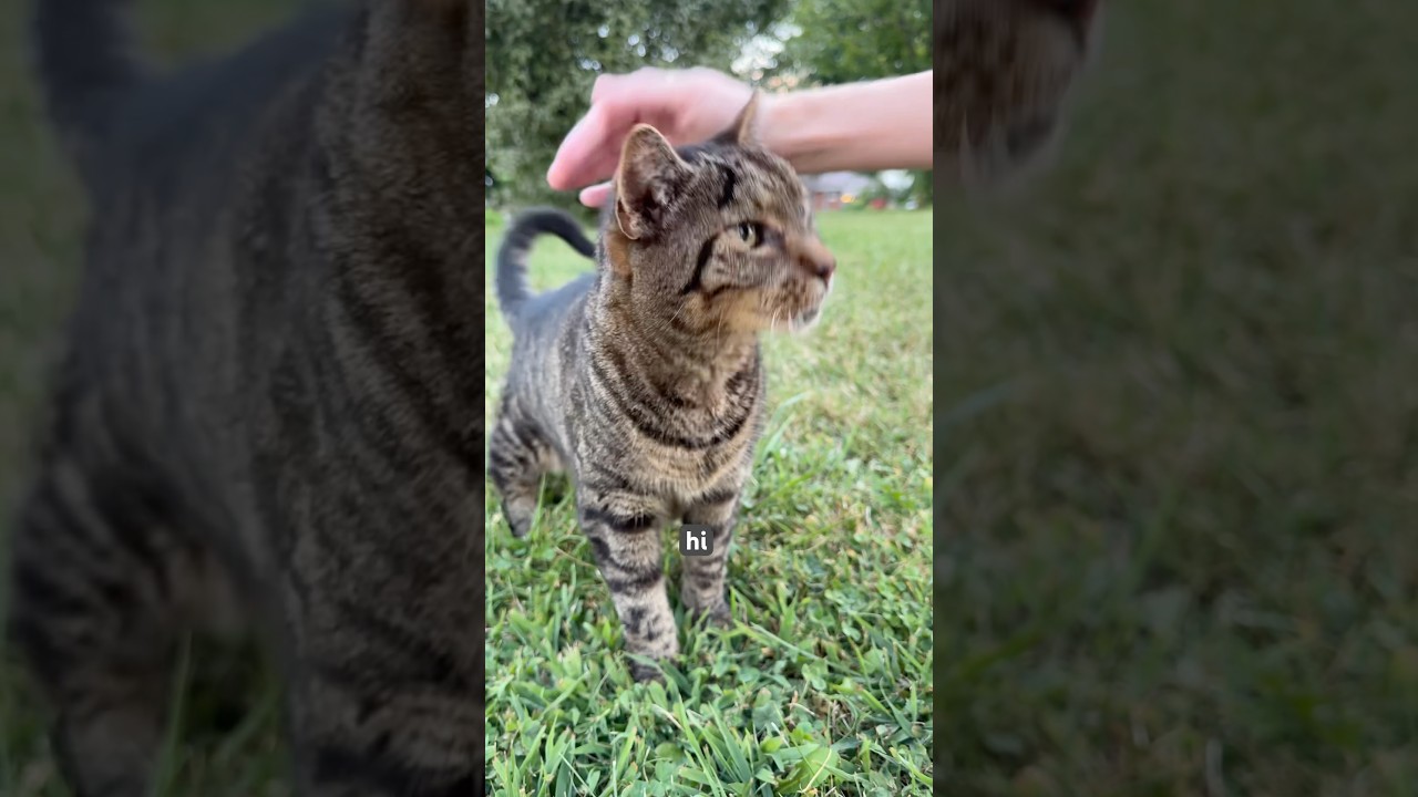 Neighborhood Cat Tour