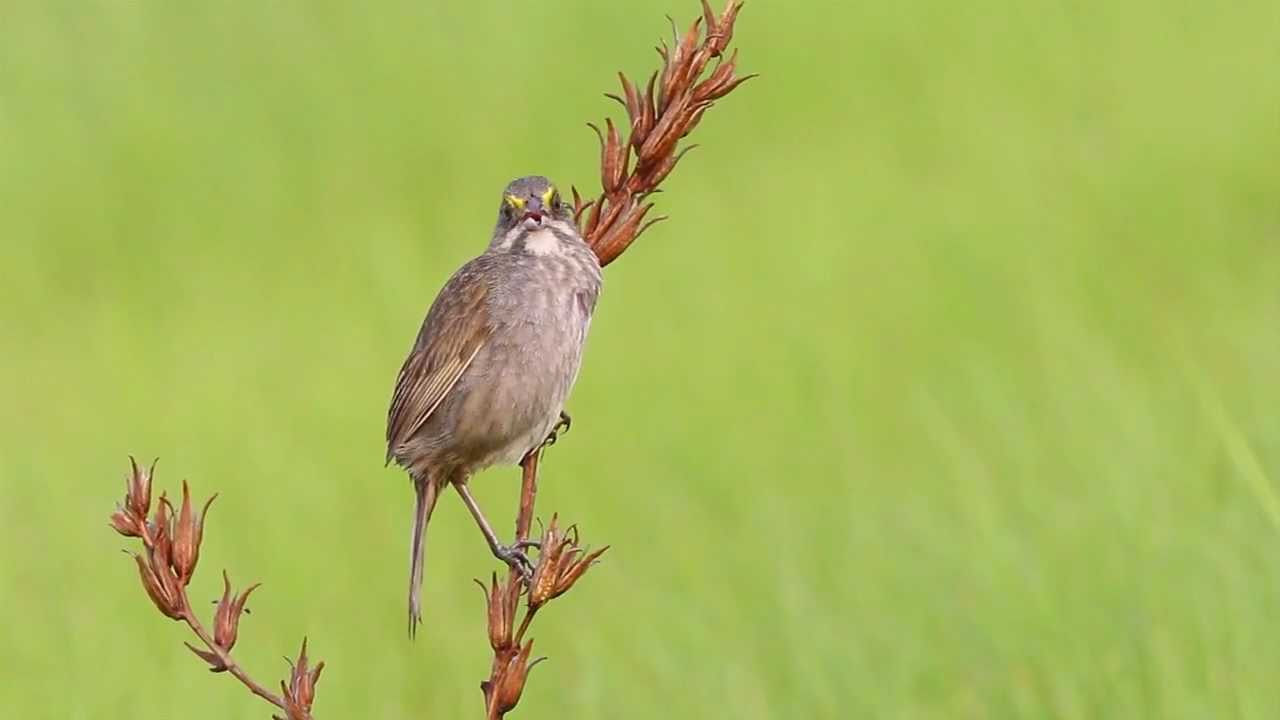 Seaside Sparrows in CT Saltmarsh