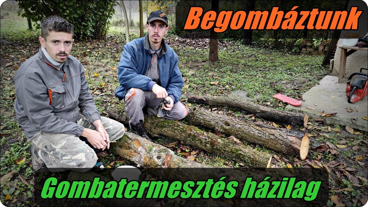 Begombáztunk - avagy gombatermesztés házilag