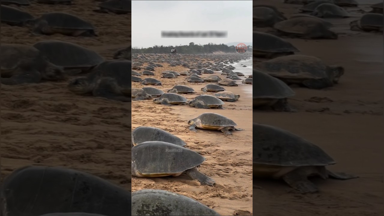 5 -7 Lakhs Turtles🐢 came every year, odisha !?! 🤷🤯🤯 