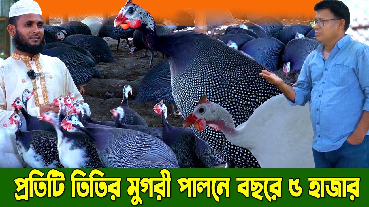 তিতির মুরগি পালনে বছরে কেমন লাভ। তিতির পাখি পালন। পালন  কিভাবে সম্ভব। আজিজ ভাইয়ের তিতিরের খামার