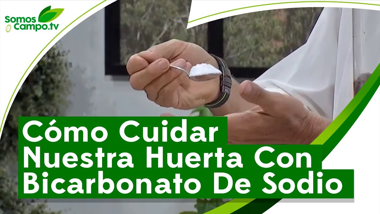 C&oacute;mo Cuidar Nuestra Huerta Con Biscarbonato De Sodio - Somos Campo.Tv