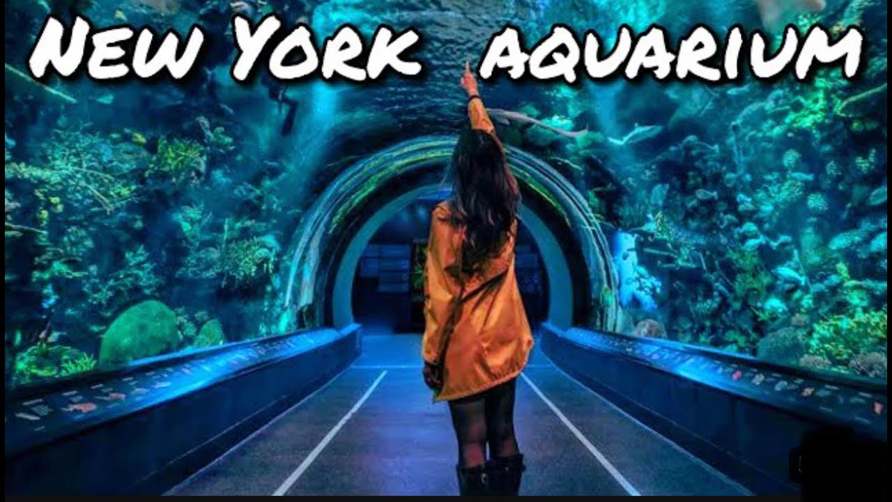 NEW YORK AQUARiUM CINEMATIC WALKTHROUGH TOUR NY CONEY ISLAND NYC REEF AND NEW SHARK EXHIBIT 2023