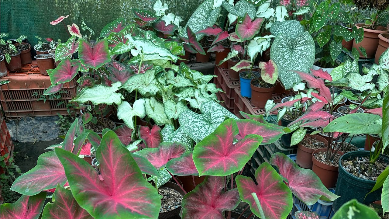 Caladiums olha que lindos meus Caladium