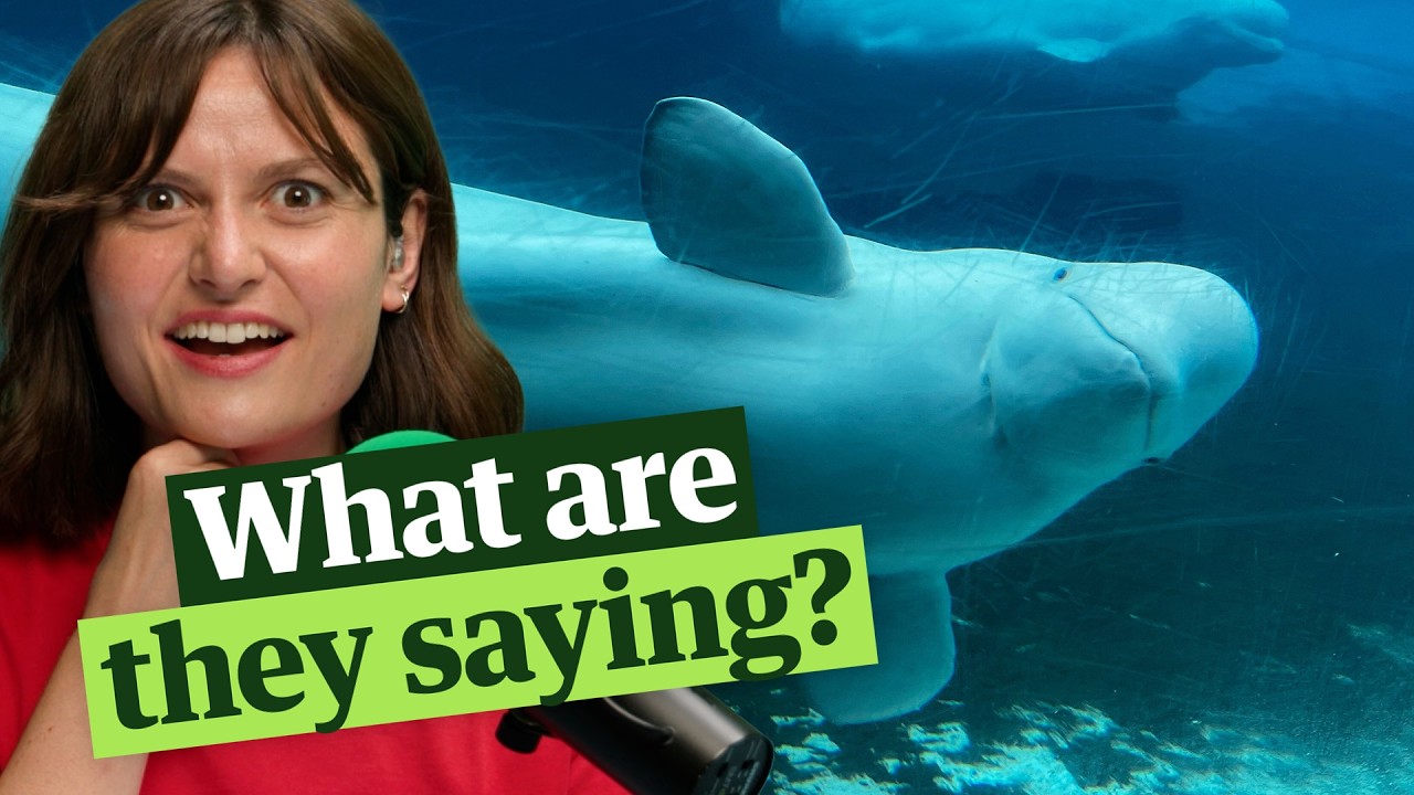 The awe inspiring world of whale communication