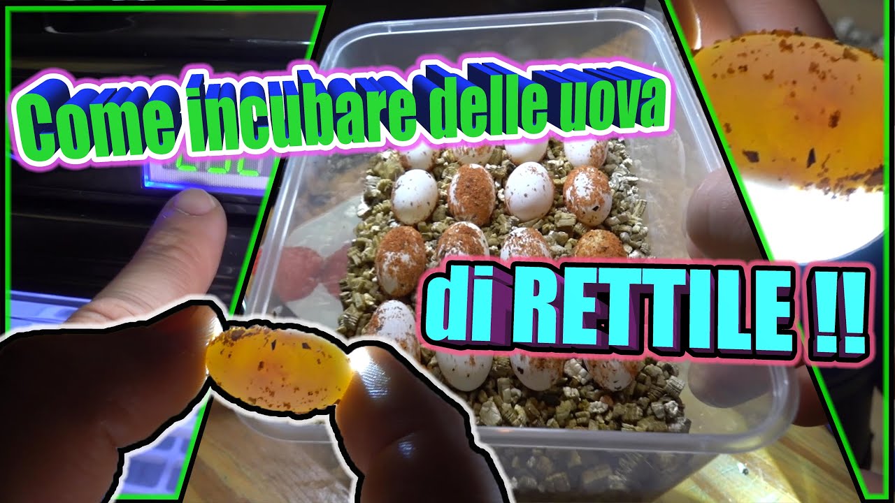 Incubare UOVA di Rettile - Tutorial - Pogona Vitticeps - Bassi Garden