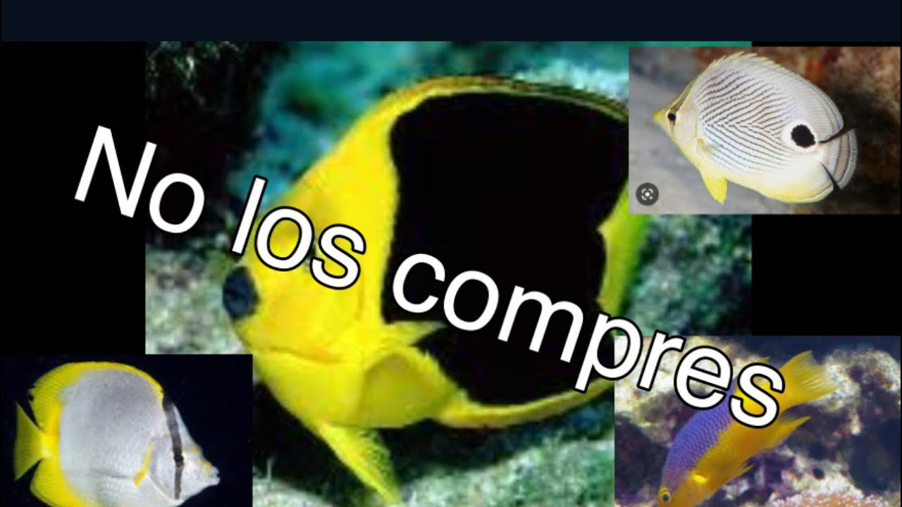 Peces marinos económicos/ cuales si y cuales no comprar