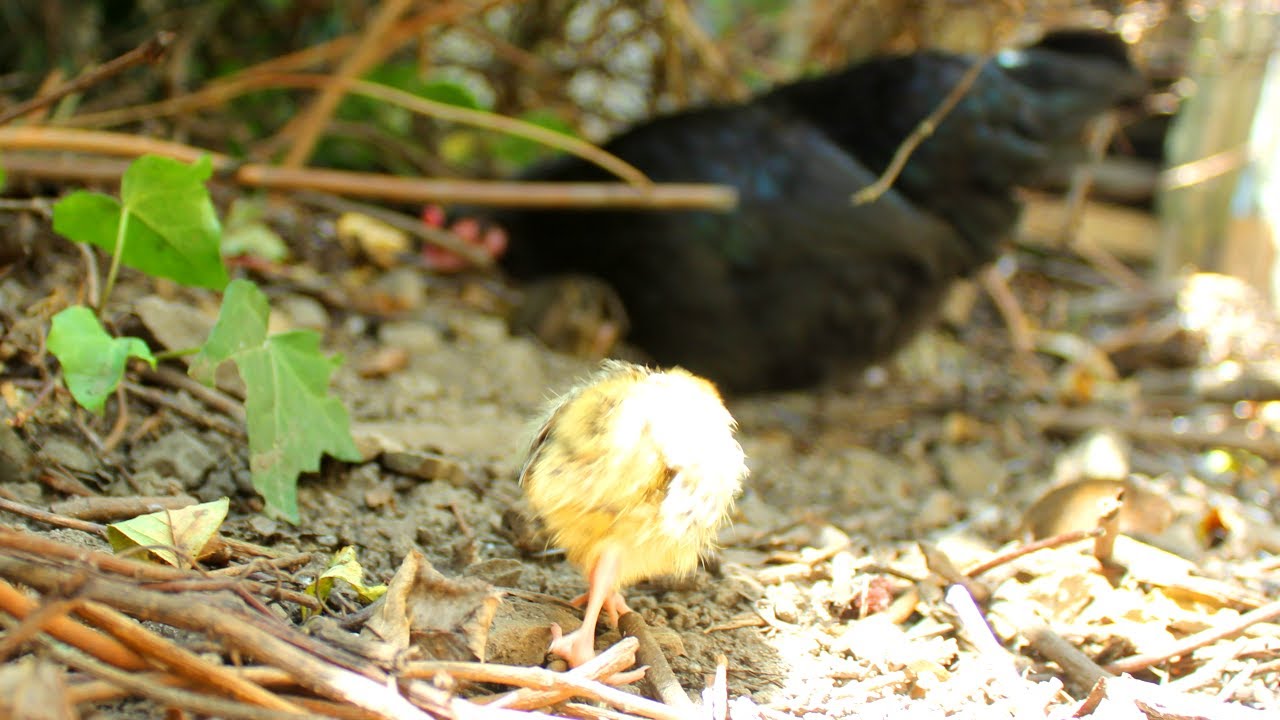 Organic Quail Hatched & Raised by Hen Pt 3   Choosing the Hen & Making the Nest