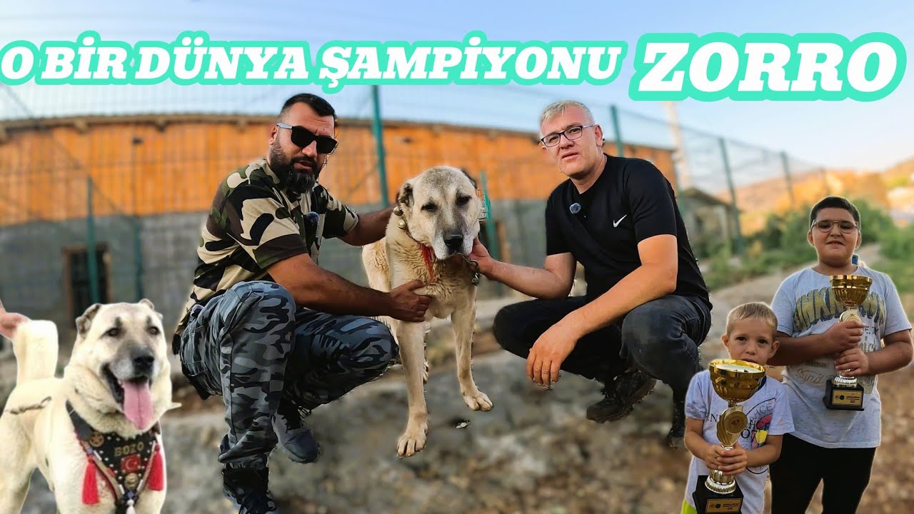 250 KÖPEK IRKI ARASINDAN DÜNYA ŞAMPİYONU OLAN KANGAL ZORRO.