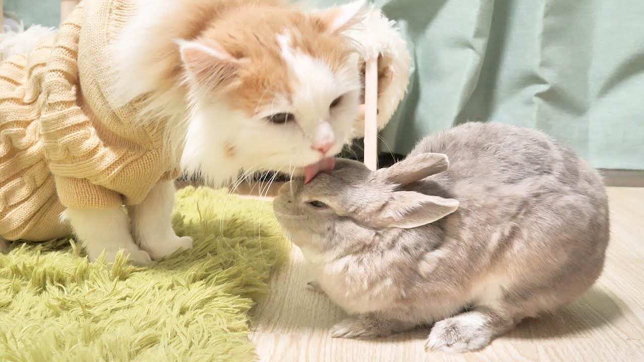 猫が突然うさぎさんに溺愛行動をはじめた理由が感動的だった