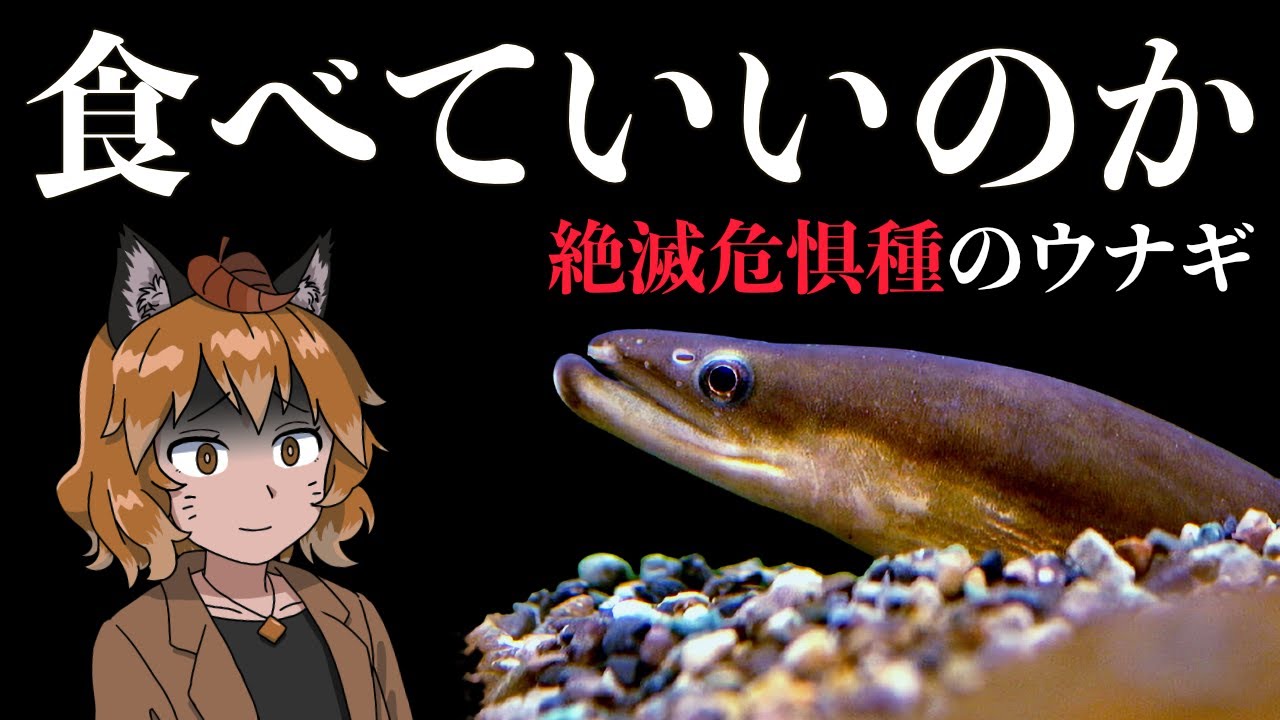 【闇深】絶滅危惧種のウナギ、食べてもいいの？深刻な稚魚密漁問題
