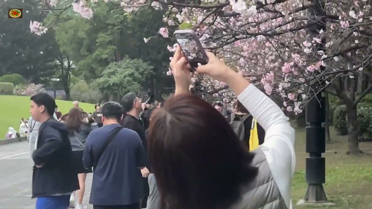 中正紀念堂櫻花🌸季#Chiang Kai-shek Memorial Hall#iphone #travel 