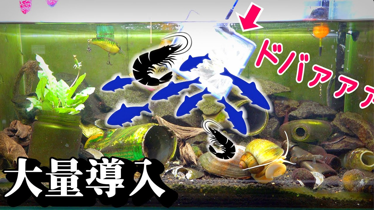 ドブ水槽に捕獲した生物大量導入！【ドブ川水槽22】