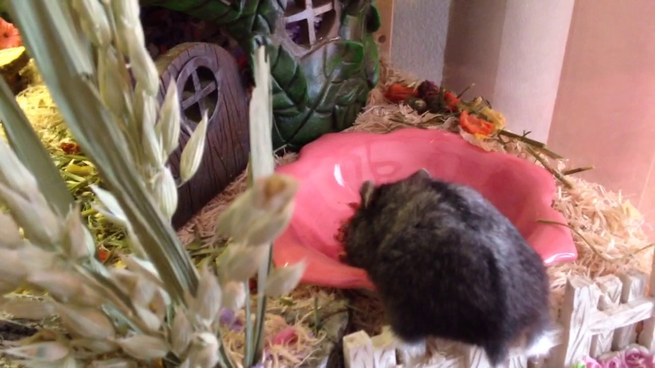 Hamster Fairy Themed cage April 2017