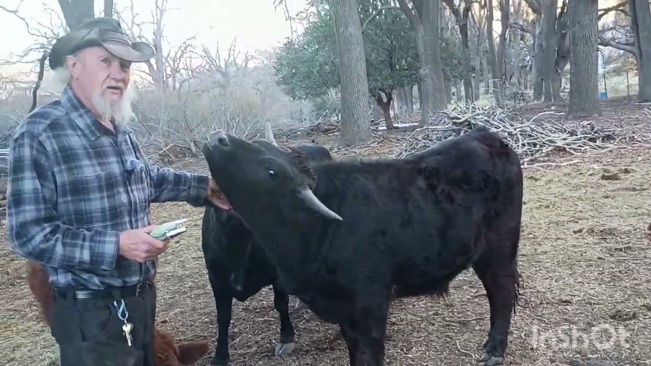Do you know the difference between a Bull Cow Steer Heifer Calf? Dehorning when necessary 